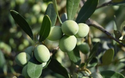 Comment est fabriquée une huile d’olive artisanale ?